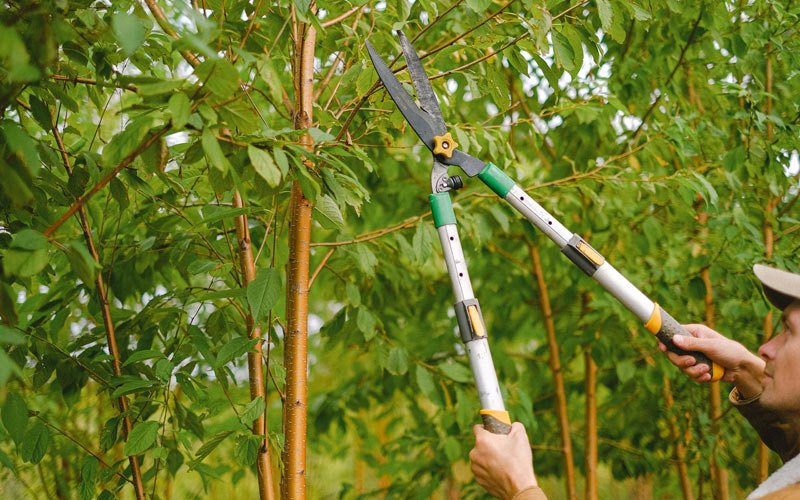 Tree trimming in Young America, IN
