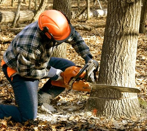 Tree Removal in Young America, IN